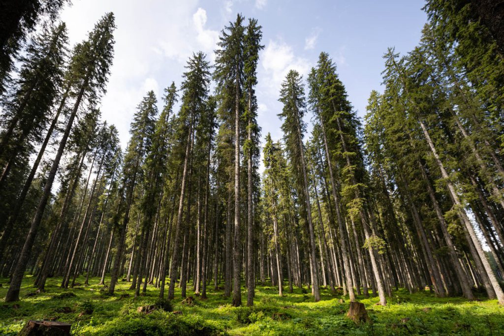 Pokljuka, Foto: Mitja Sodja