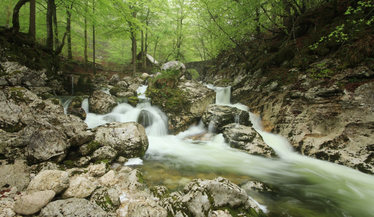 Pomlad v Bohinju, Foto: Mitja Sodja
